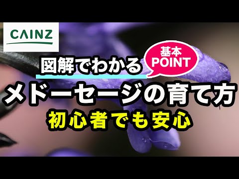 メドウセージ 植物