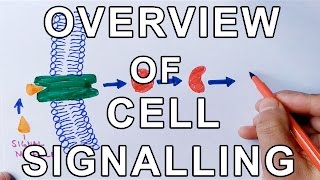 Principle of Cellular Communication | Overview of Cell Signalling
