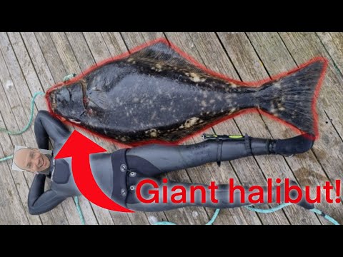 Epic spearfishing trip to Saltstraumen!