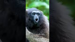 Download lagu suara binatang #primata #hewanliar #suarahewan #shortvideo #shorts #suarabinatang mp3 Download lagu suara binatang #primata #hewanliar #suarahewan #shortvideo #shorts #suarabinatang mp3