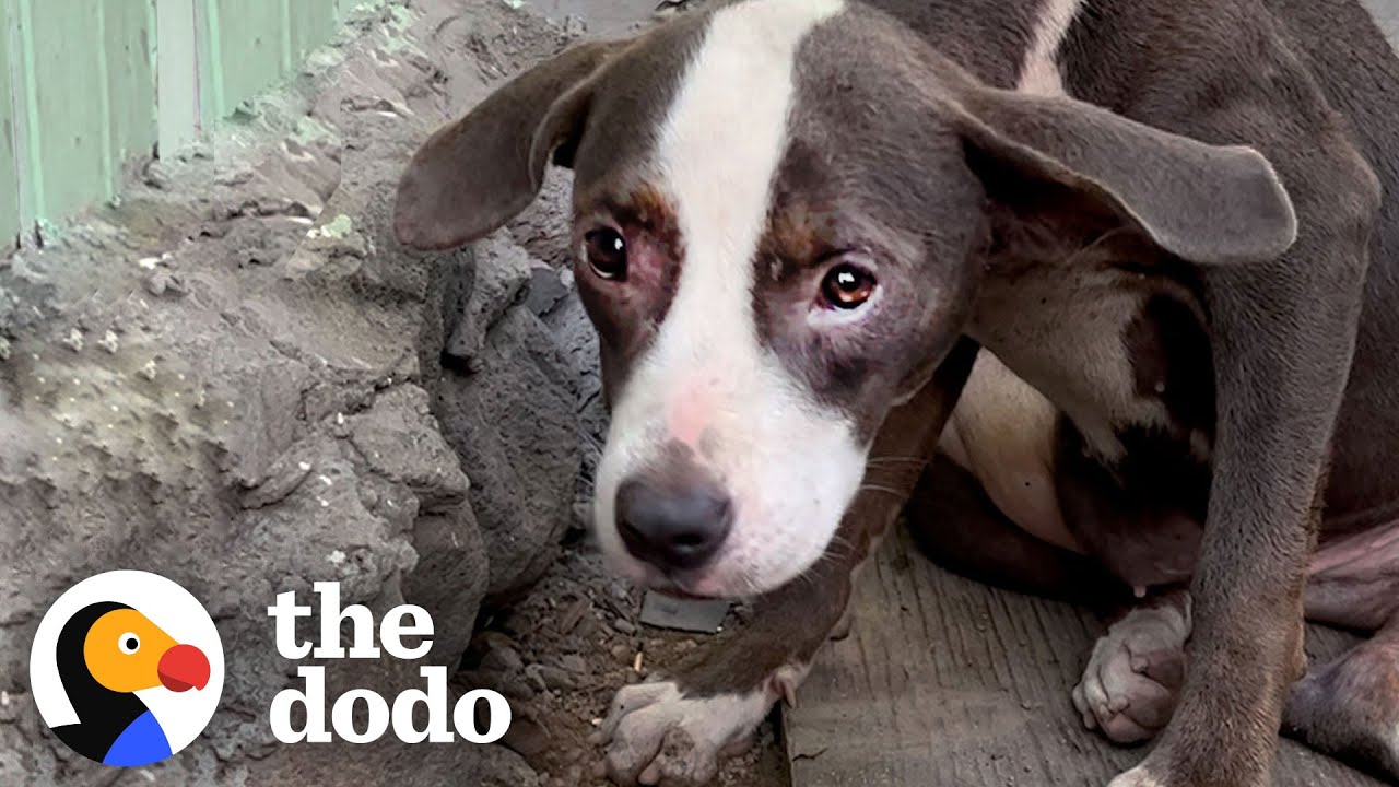 Woman Finds a ‘Broken’ Pittie Puppy Abandoned | The Dodo Foster Diaries