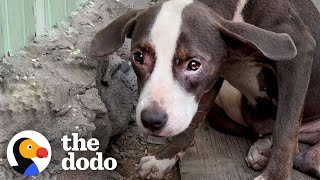 Woman Finds a βBrokenβ Pittie Puppy Abandoned | The Dodo Foster Diaries
