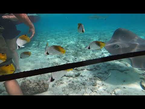 They look like fat swimming bats