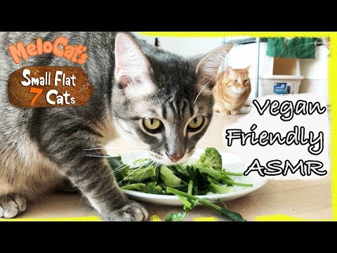 Cats Eating Vegetables? What Vegetables Can Cats Eat?