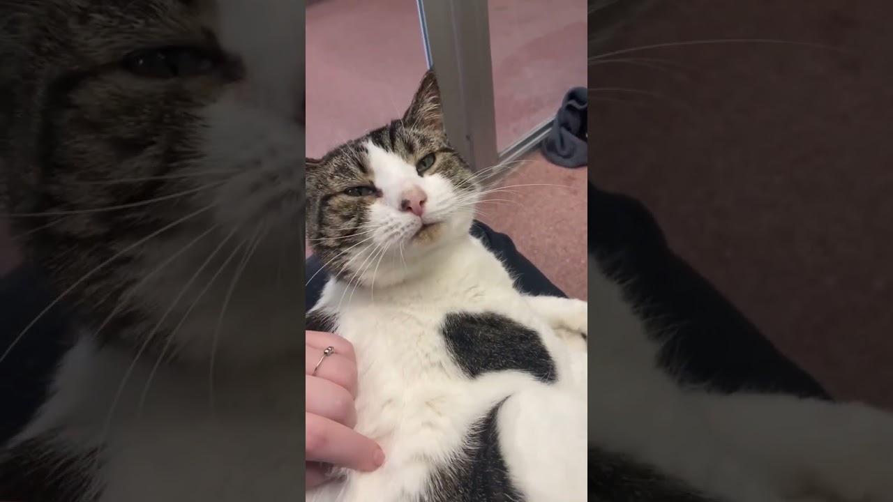 Mimi, a Adoptable Domestic Short Hair in Asheville, NC video 6/6