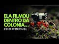 POV Dentro De Uma Colônia De Formigas O Mundo Secreto Sob Seus Pés