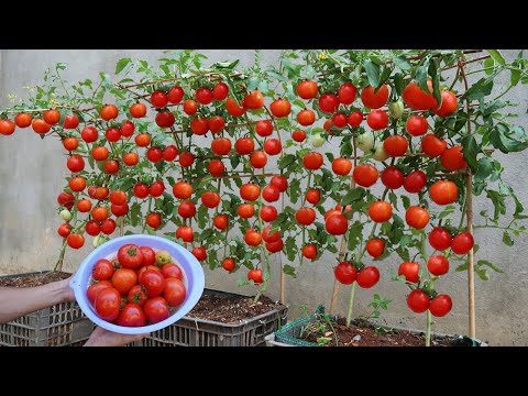 , title : 'How to grow tomatoes fast and big fruit at home'