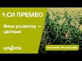 Насіння кукурудзи СІ ПРЕМЕО