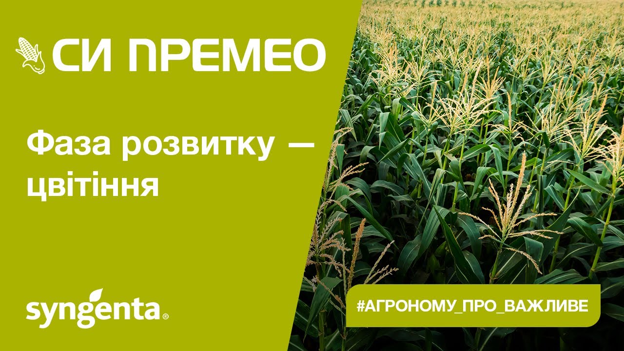 Насіння кукурудзи СІ ПРЕМЕО