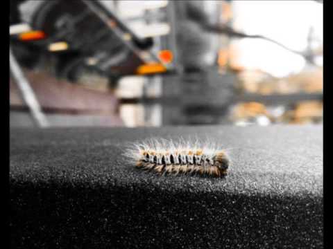 GNS -  No te abalances