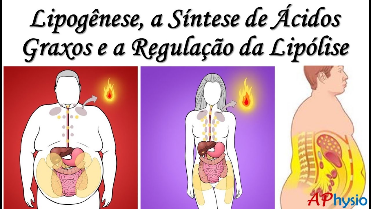 Lipogênese, a Síntese de Ácidos Graxos e a Regulação da Lipólise