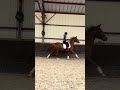 Mare Origin Recorded For sale 2023 Chesnut