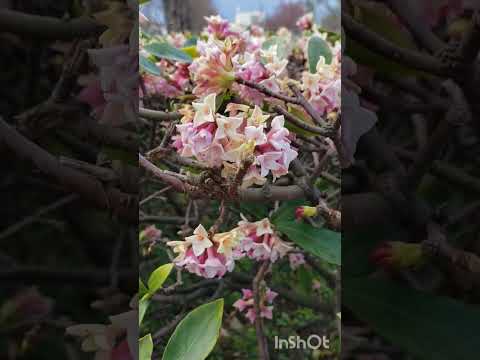 ジンチョウゲ科について詳しく解説