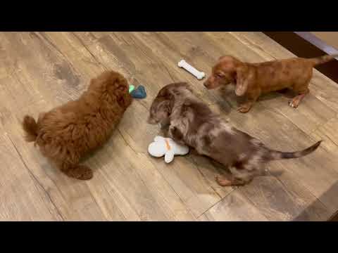 Dachshund - 4781 video preview