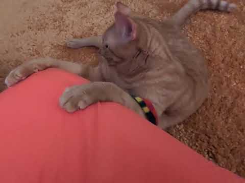 McGee realizes he likes ribbons