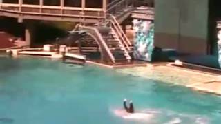 Killer Whale Attacks at Sea World! UNCUT VIDEO!!!!!
