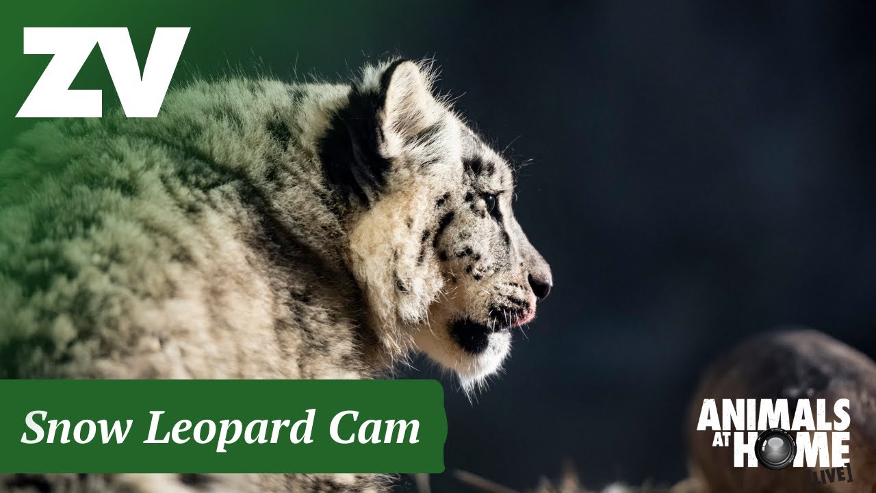 Live webcam view of Snow Leopard Enclosure Cam