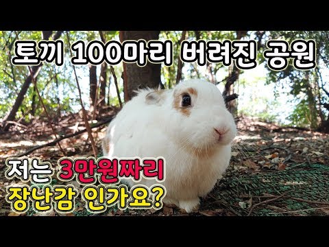 , title : '서울 한복판 토끼 100마리가 공원에 버려진 이유는? [오브리더]'