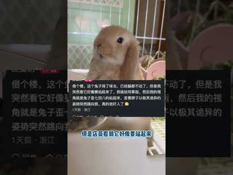 這誰能不害怕啊 我遇上了都得一邊哭一邊念阿彌陀佛（素材出自皮蛋粥 ）#兔子 #寵物 #球蟲病#回光返照