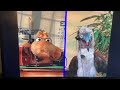 My Favorite Song From Bear In The Big Blue House That Healing Feeling Hello Doctor Good As New