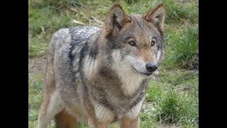 Wildpark Eekholt - Die kleine Runde am  09.04.2022 - Teil 1 inkl. der 