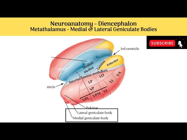 Video Aussprache von brachium in Englisch