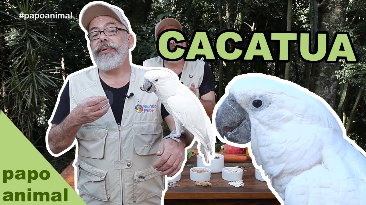 PAPO ANIMAL #3 - COMO CRIAR UMA CACATUA?