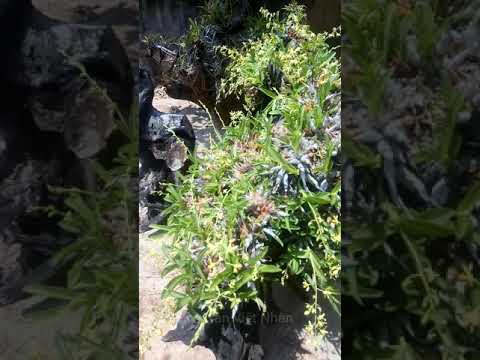 Đen Trường Sơn 2020