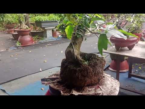 phôi bứng xong để nguyên bầu đất ghép xong bỏ quên không trồng mấy tháng vẫn lên tốt