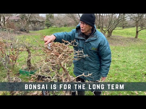 Bonsai Is For The Long Term