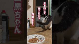 #ねこ#cat#japan#白黒猫#ごはん#猫#猫好き#ねこ動画 #猫動画#かわいい#かわいい猫#チュール#ちゅーる