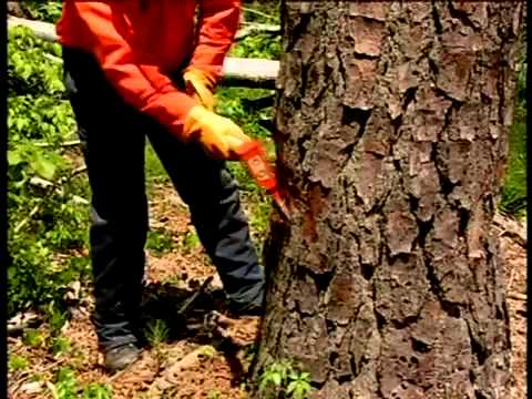 R&M Tree servies video.