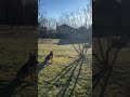 That boys handsome with the sun coming up😮‍💨😌😂 #nicnrocky #bestfriend #gsd #dog