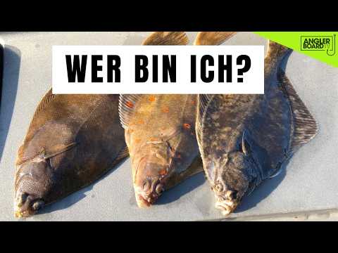 Distinguishing flatfish | Correctly identifying dab, plaice, and flounder | Flatfish characteristics