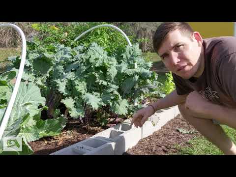 growing Kale In Florida