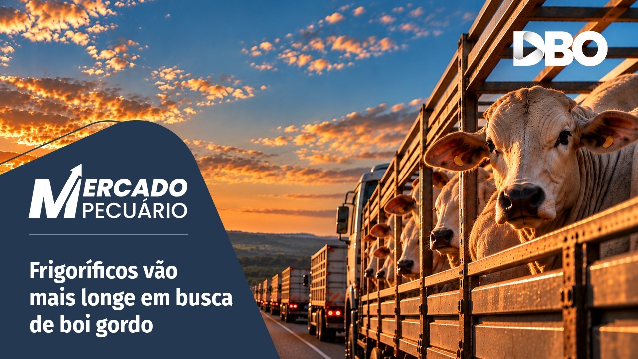 Falta de boi gordo aumenta comércio entre Estados e sustenta preços