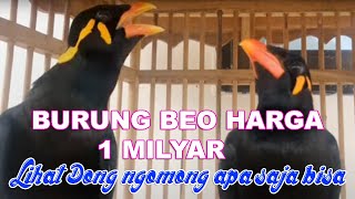 Download lagu Parrots cost 1 billion rupiah and can say anything, smart talking birds mp3 Download lagu Parrots cost 1 billion rupiah and can say anything, smart talking birds mp3