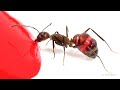Ants Drinking Red Liquid Candy Timelapse