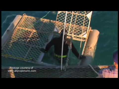 Australia : Diving with sharks