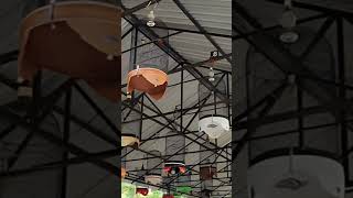 Download lagu SIMULASI LOMBA SOGON AMPUH #sogon #sogonbahan #sogonngobra mp3