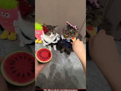 Cute Cat 😍🐈