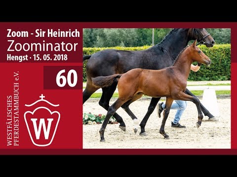 60 Zoominator Hengst v. Zoom - Sir Heinrich