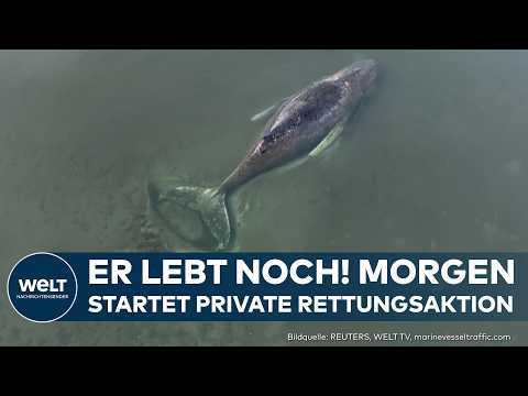 Video Thumbnail: WAL TIMMY: Privater Rettungsversuch trotz Wasser in Lunge?