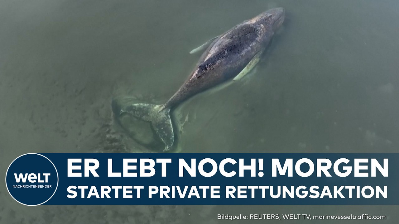 WAL TIMMY: Privater Rettungsversuch trotz Wasser in Lunge?