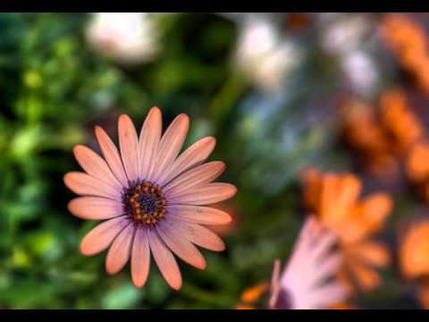 Time Modem - Fruhlingsbluten (1995)