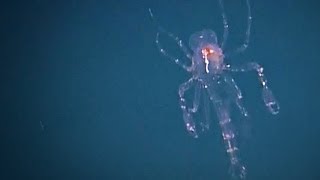 Phronima: Creature that Inspired "Aliens" | Nautilus Live