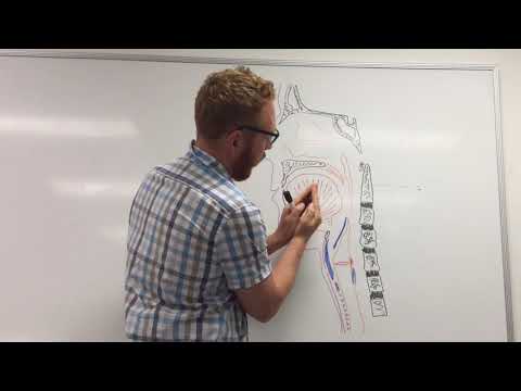 Larynx and Phonation (part 1of 2) - Introduction and Cartilage framework