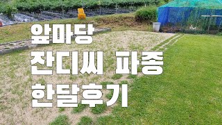 A/S 영상. 앞마당 잔디씨 뿌린거 어떻게 되었을까?