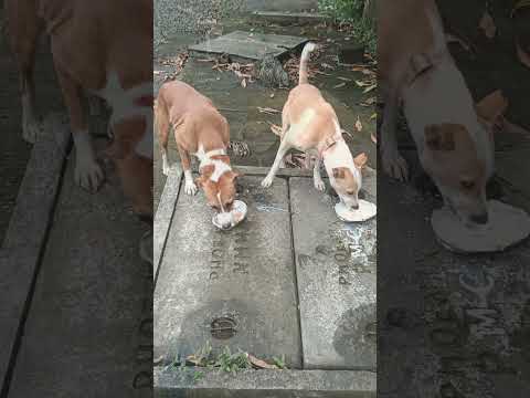 Parsi New Year 2025 | Starting the Day by Feeding Stray Dogs | Kindness & Positivity  #viralshort