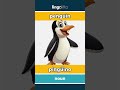 penguin - pingüino video thumbnail